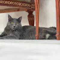 واگذاری گربه راشن بلو