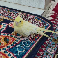عروس هلندی ماده