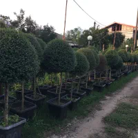 فضای سبز و گل و گیاه|خدمات باغبانی و درختکاری|تهران, شکیبا|دیوار