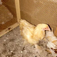 برهما|حیوانات مزرعه|رشت, حومه رشت|دیوار