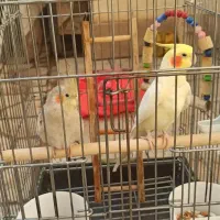 عروس هلندی سخنگو