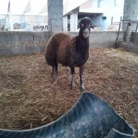 بره تخمی و قصابی|حیوانات مزرعه|گرگان, |دیوار