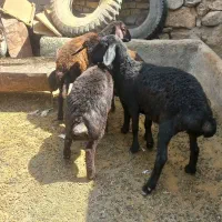 بره ماده های قزل افشاری
