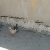 جوجه سلطان