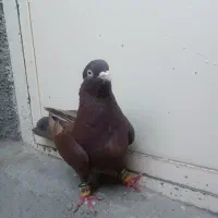 نر سرخ چشم نوک سفید