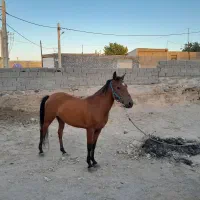 مادیان پرخون کرد|اسب و تجهیزات اسبسواری|تبریز, |دیوار