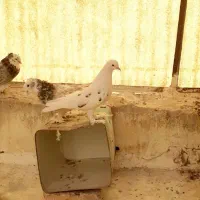 کبوتر . کفتر