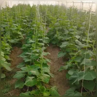 راهنمای بی خوابی