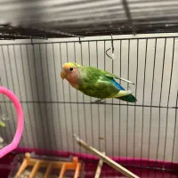 طوطی برزیلی ۶ عدد