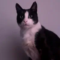 گربه گمشده در رشت فری