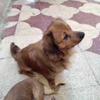 سگ قهوه ایی|سگ|شیراز, شهرک بهار|دیوار
