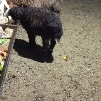 بره ماده افشار