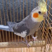 عروس هلندی