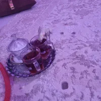 طوطی عروس هلندی|پرنده|تهران, افسریه جنوبی|دیوار