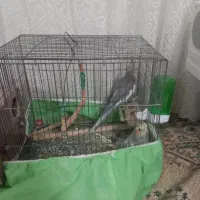 فروش یک جفت عروس هلندی