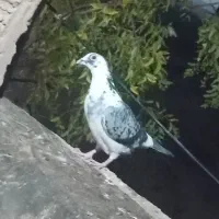 مجسمه کبوتر