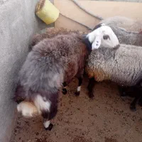 بره نر7ماهه|حیوانات مزرعه|کوهدشت, |دیوار