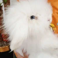 خرگوش نژاد ترکیش|موش و خرگوش|یزد, |دیوار