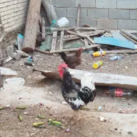 یک عدد خروس و مرغ ‌‌