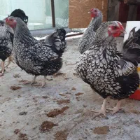 فروش مولدای ویاندوت سیلور