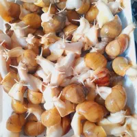 حلزون|خزنده|رفسنجان, |دیوار