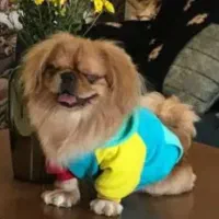 پا کوتاه اسپانیل تبتی