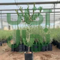 نهال زردآلو شاهرودی پرفروش و بارده سنگین|خدمات باغبانی و درختکاری|ساوه, |دیوار