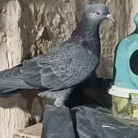 کفتر پرشی مسافتی زینتی|پرنده|قم, بنیاد|دیوار