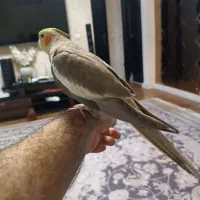 عروس هلندی نر دوماهه با قفس کامل و‌نو