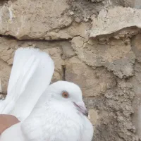 کفتر شازده سرور پشتدار سفید مهر