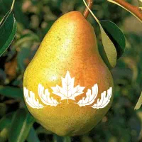 خرید نهال گلابی اسپادانا