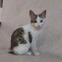 بچه گربه|گربه|اسلام‌شهر, شهرک محمدیه|دیوار