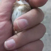 سهره چونه سفید ماده