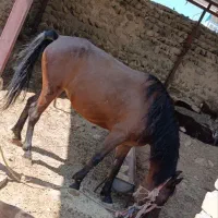 اسب|اسب و تجهیزات اسبسواری|خرمآباد, |دیوار
