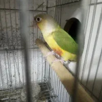 جوجه گرینچیک تازه دونه خور رام و بازیگوش