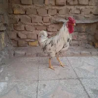 خروس گلین