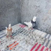 یک جفت طوقی هفت رنگ و یک جفت کله سبز الماسی|پرنده|بردسکن, |دیوار