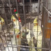 عروس هلندی دوکت|پرنده|کرج, اسدآباد|دیوار