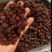 کشمش بیدانه آفتابی پلوئی