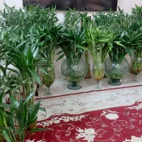 شیشه بامبوقطره بامبوبامبو بدون پیچ و پیچدار|گل و گیاه طبیعی|مشهد, شهید مطهری|دیوار