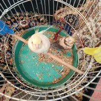 دو جفت عروس هلندی|پرنده|خرمشهر, |دیوار