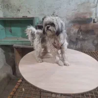 دوعددسگ شیتزوماده|سگ|شیراز, سلطان آباد|دیوار