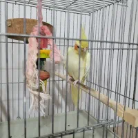 طوطی هلندی