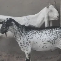 گندم جو بزگلابی بز صلاله|حیوانات مزرعه|امیدیه, |دیوار