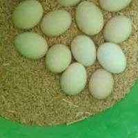 سلام،فروش تعدادی  محدودتخم نطفه دار سبرایت بوف