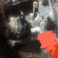 دم سفید ۲۰۰ کفتر|پرنده|مشهد, امیرآباد|دیوار