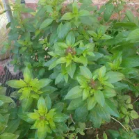 حراج گل ریحان ۲۰۰۰۰تومان