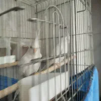 عروس هلندی البینو جفت|پرنده|اراک, |دیوار