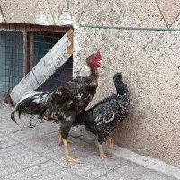 جوجه لاری اوشامو|حیوانات مزرعه|تهران, افسریه جنوبی|دیوار