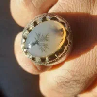 شجرکلکسیونی